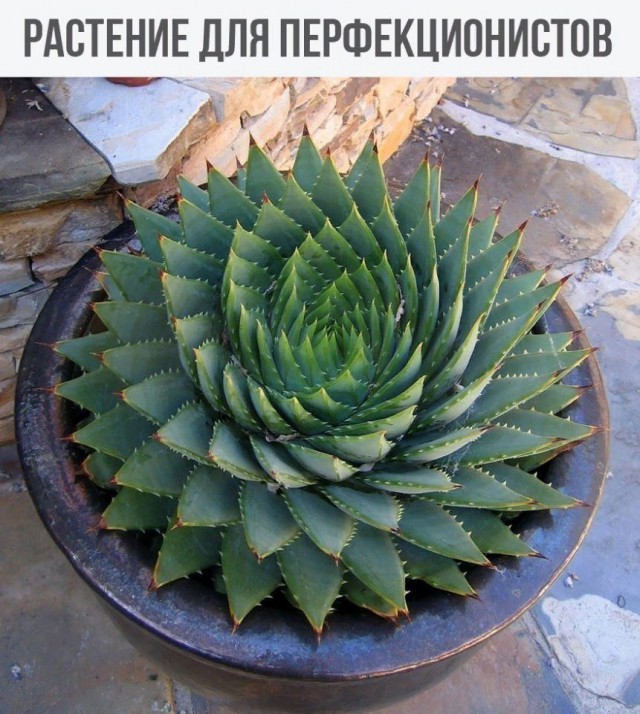 Разные картинки