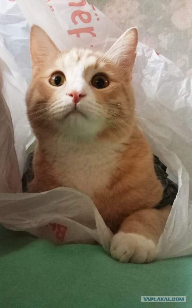 Шарик