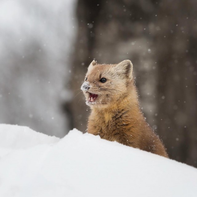 Животинки разной фото