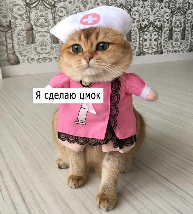 Забавные фото котеек