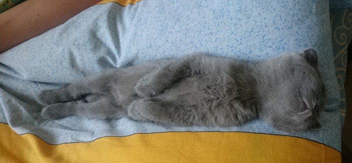 Котовторник 28.01.2020
