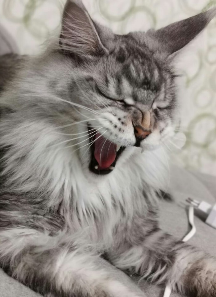 Котовторник 03.03.2020