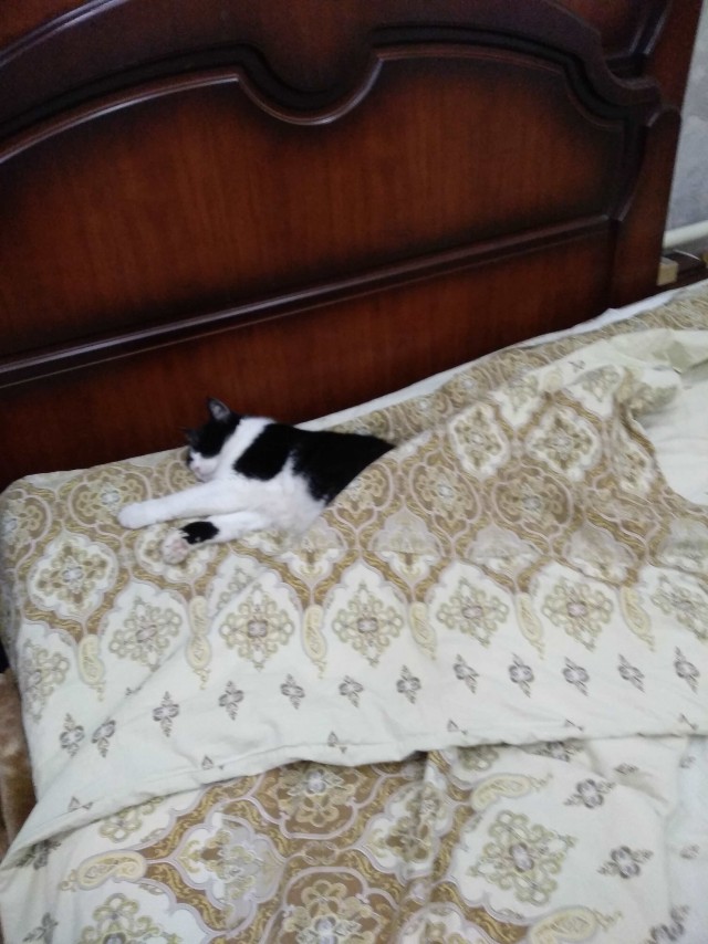 Котовторник 03.03.2020