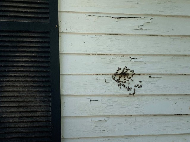 Укротитель пчёл из США поделился снимками самого крупного задания в своей жизни: улей рос в стенах дома 50 лет