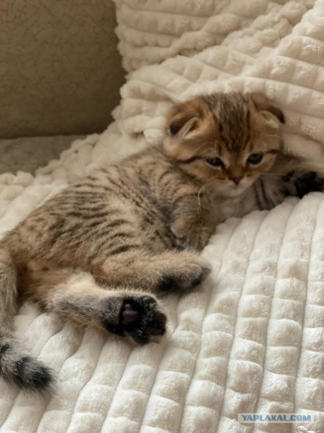 Котовторник
