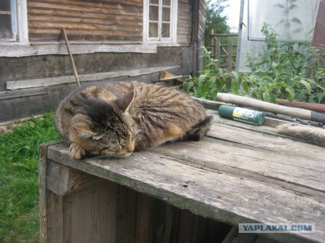 Жизнь домашнего приюта для котеек 305