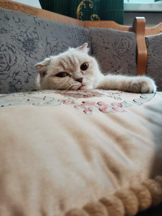 Улыбочку! Или как происходит "котосессия"