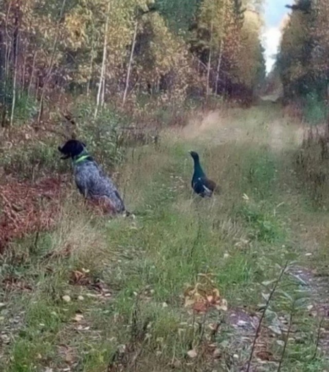 Отдам в добрые руки охотничью собаку... совершенно бесплатно