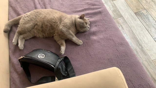 Котовторник 14.09.2021
