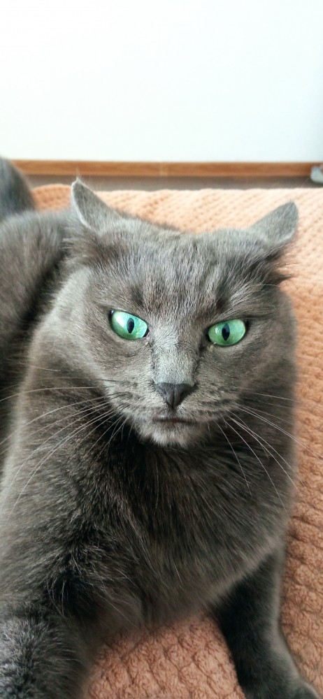 Котовторнику быть