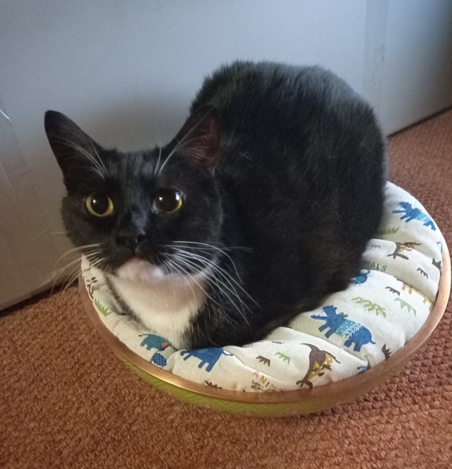 Котовторник так котовторник