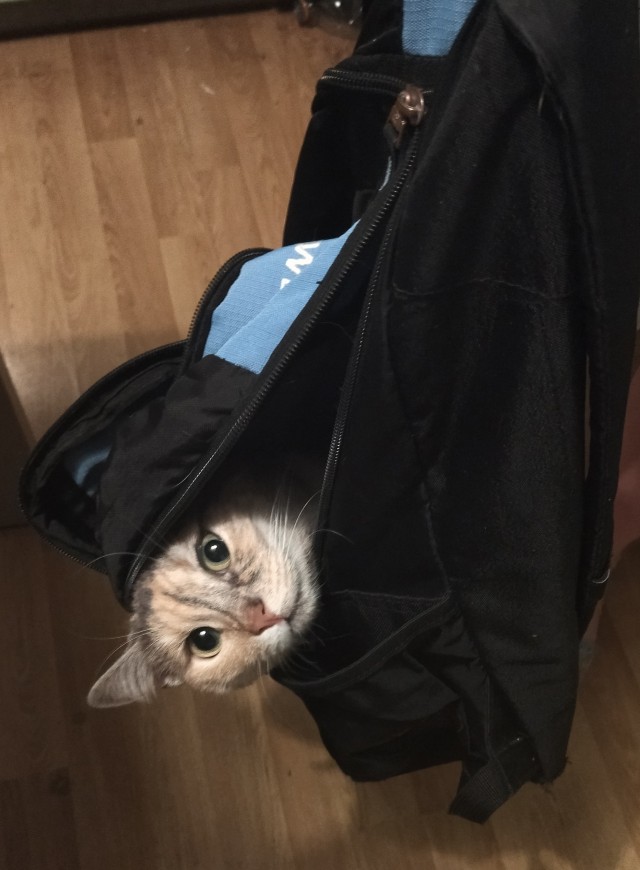 Кот д’Ивуар