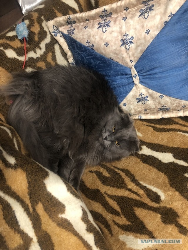 На котовторник