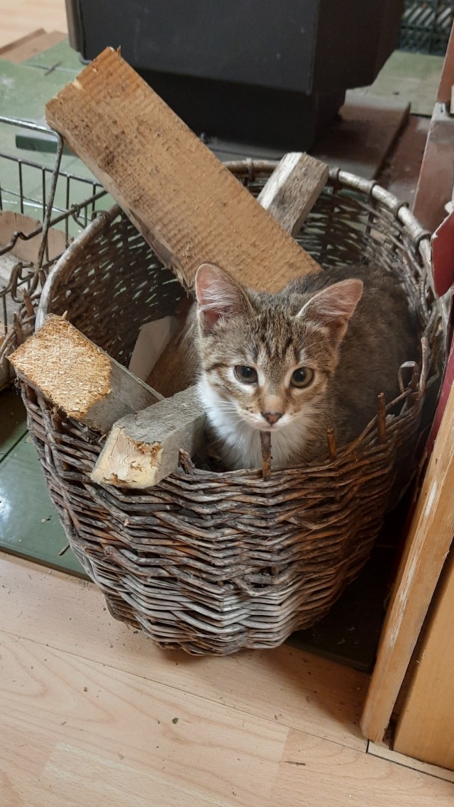 Вторник, ваши коты и кошки в студию