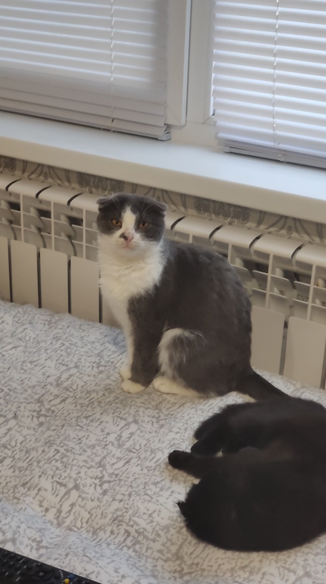 С годом кота граждане Яповцы