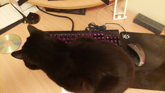 Котам не страшен Рагнарёк: "Мы будем дрыхнуть поперёк!"