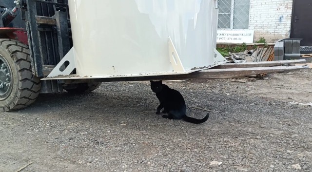Коты - мастера на все лапы