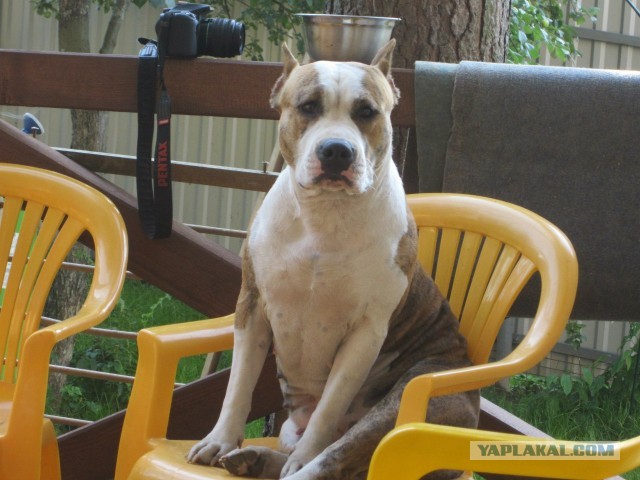 Фокус с хвостом! Кто сможет повторить..?