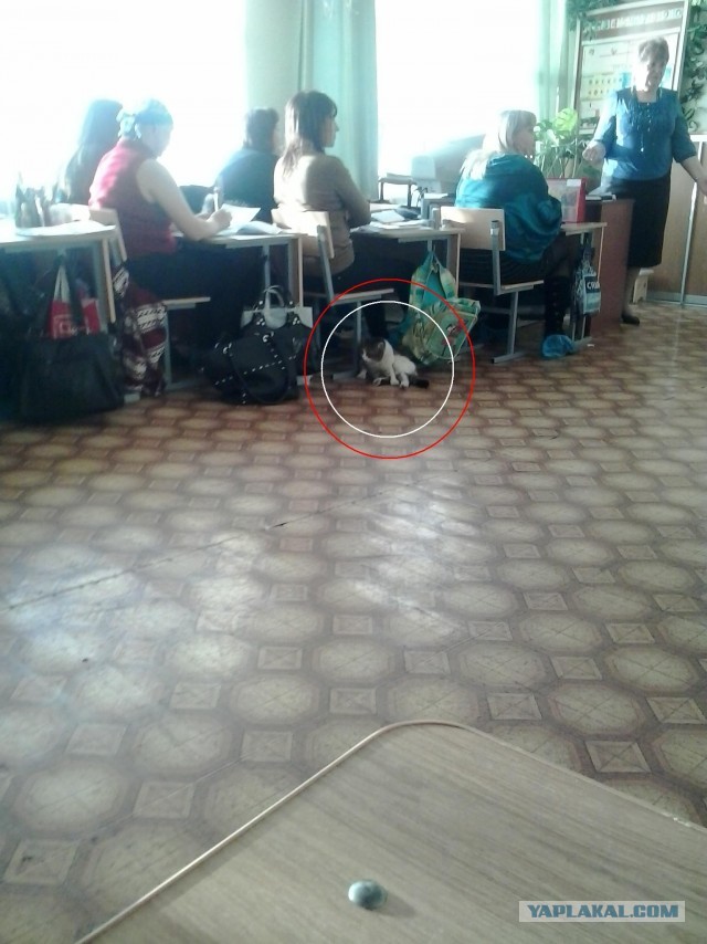 Котовторник 16.04.2013