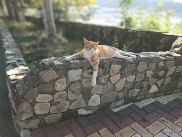 Не только котовторник, а еще и Всемирный день кошек!
