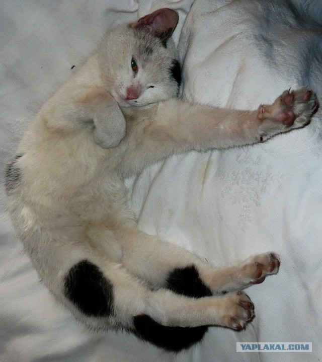Котовторник 30.04.2013