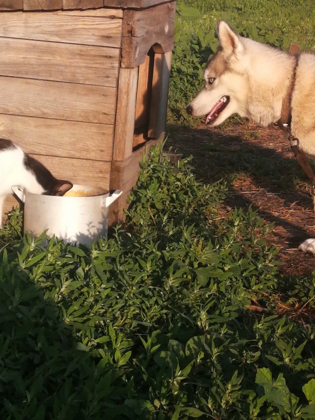 Лечу прикормыша...
