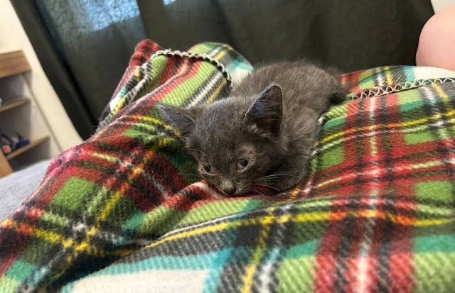 Котенок