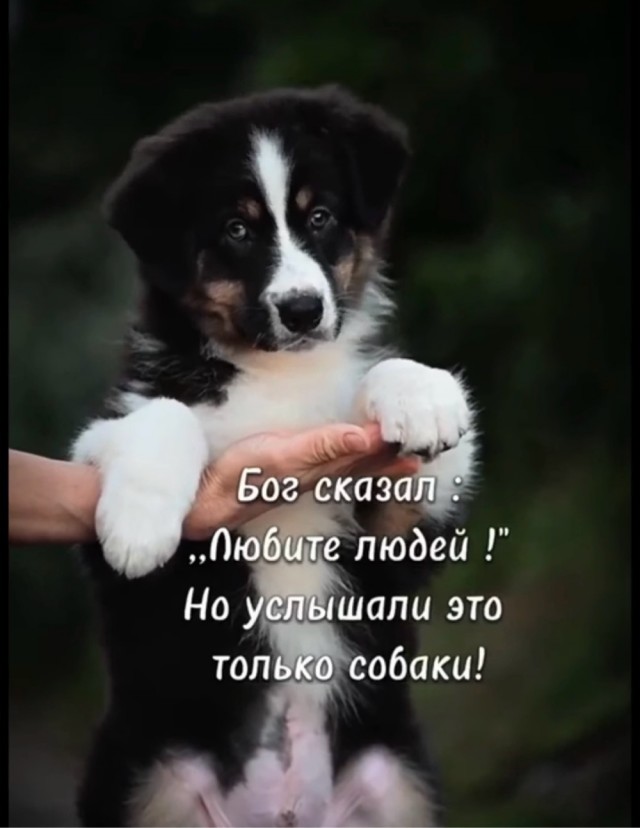 Из жизни собачников