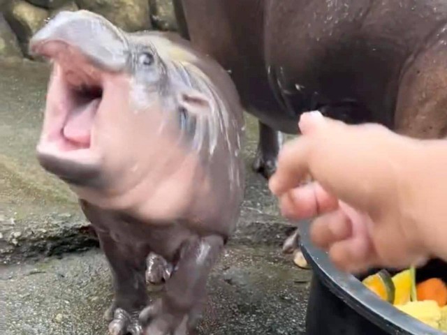 Драматичный бегемотик