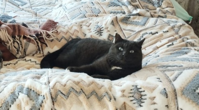 КотоЯрость