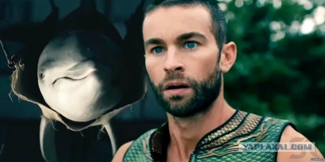 В Техасе мужчина ввел половой член в гигантского моллюска