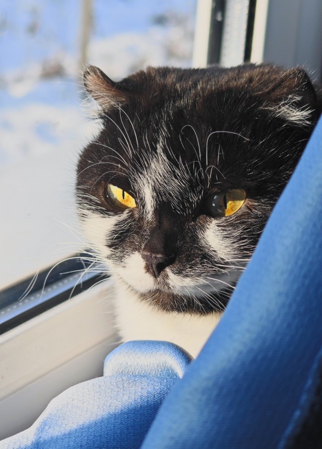 Совпало с котовторником.