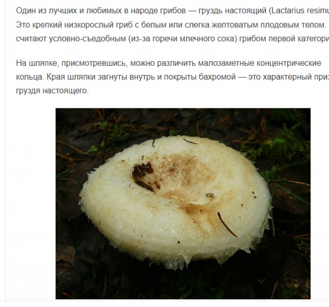 Грибной поход . День второй