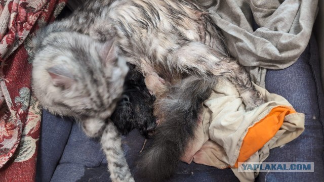 котовторник?