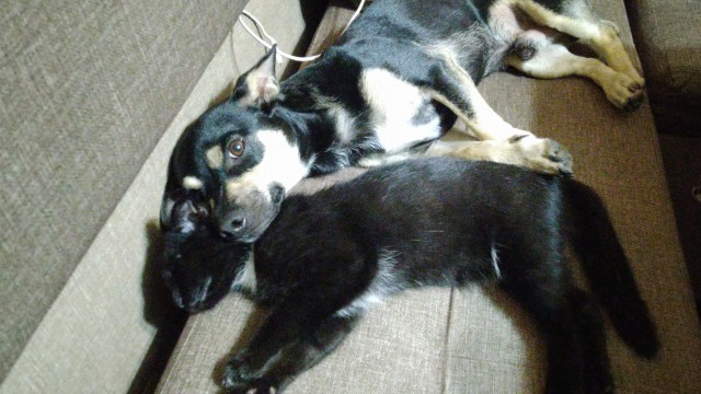 Собакочетверг!