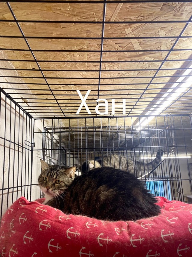 Жизнь домашнего приюта "Котоленд" 506