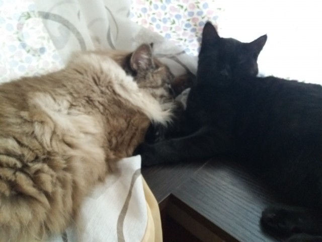 К котовторнику