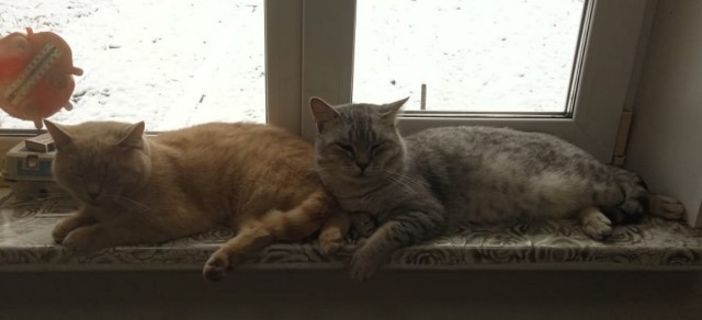 Кошки - ангелы