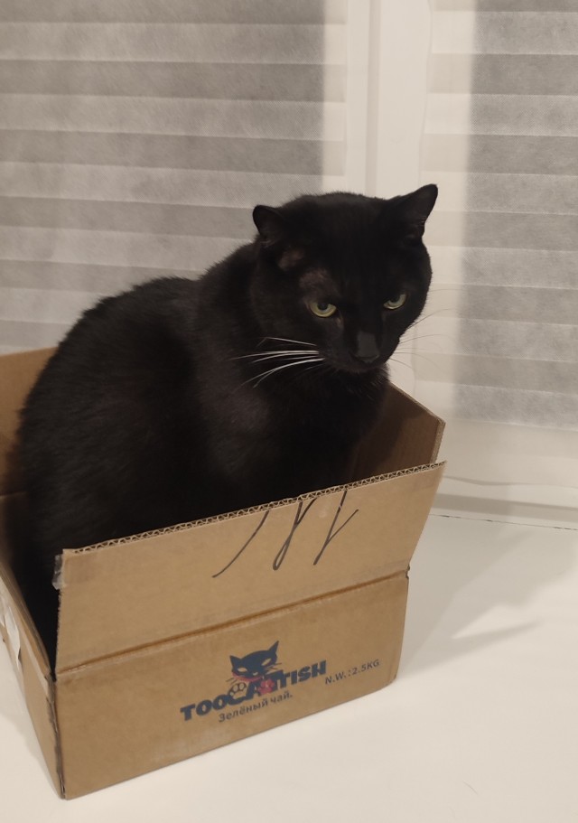 Кото-вторник.