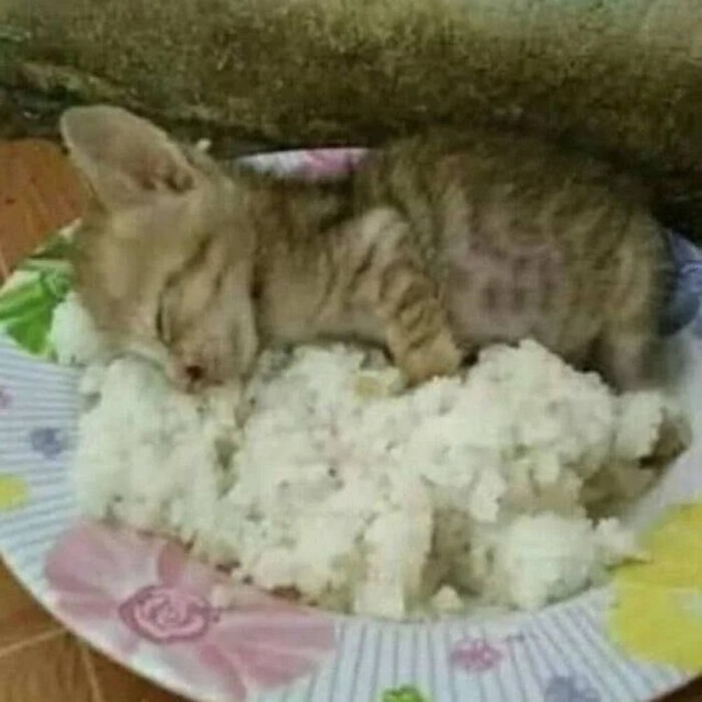 Чутка кошек