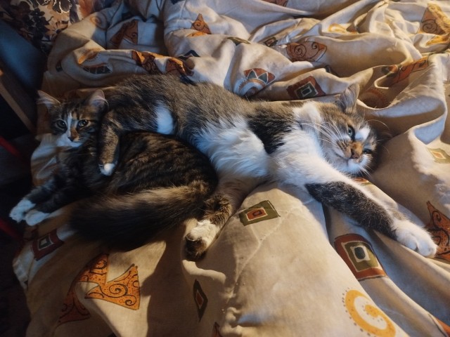 К котовторнику