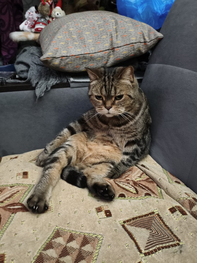 Вот и мой кот