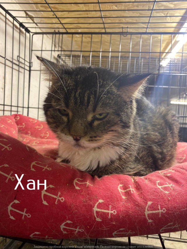 Жизнь домашнего приюта "Котоленд" 530