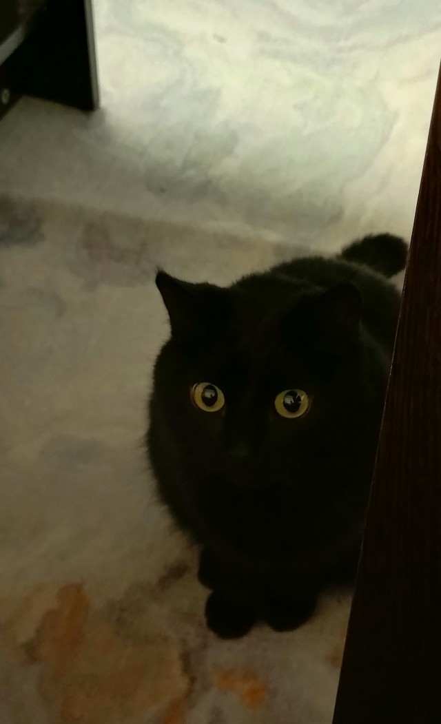 Трëхцветная кошка, которая живëт в магазине