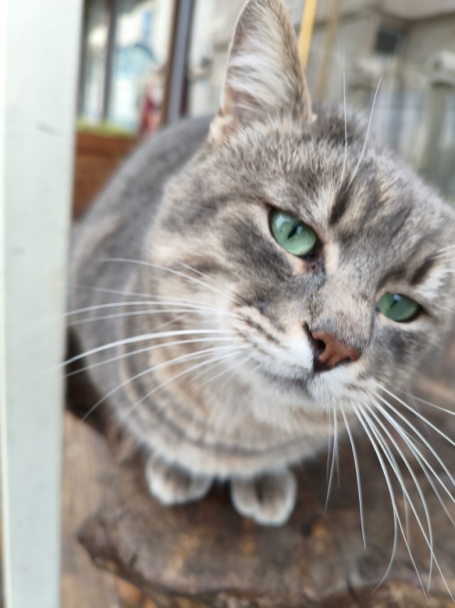 Уличные котики