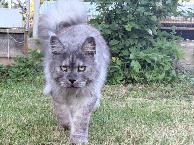 Котское.