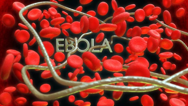 Первый случай заболевания лихорадкой Эбола выявили во Франции