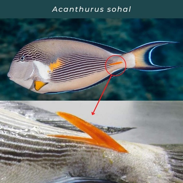 Синяя линия смерти