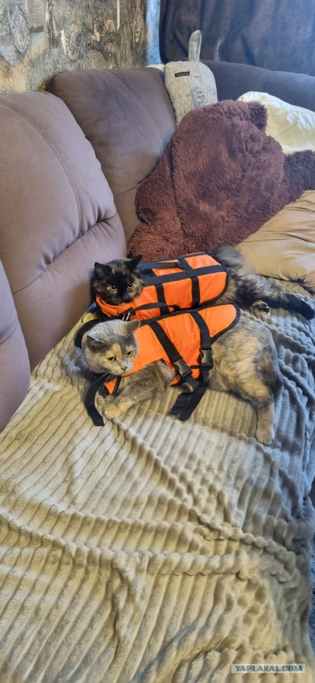 Степана вам в котовторник