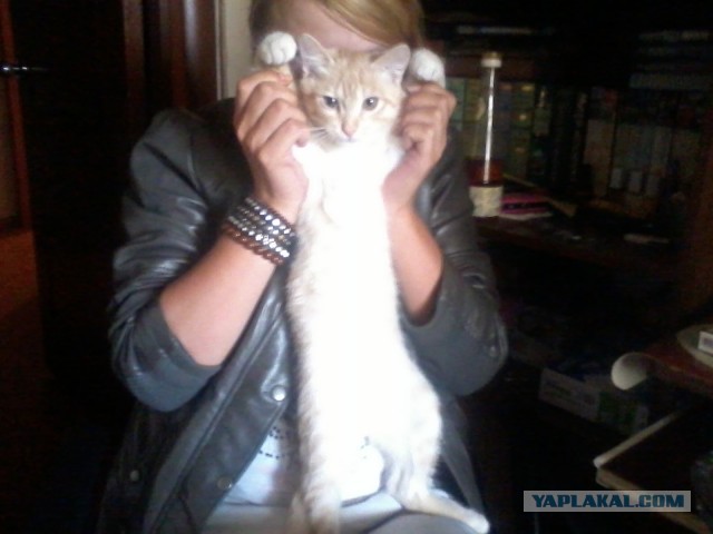 Котовторник  30.07.2013